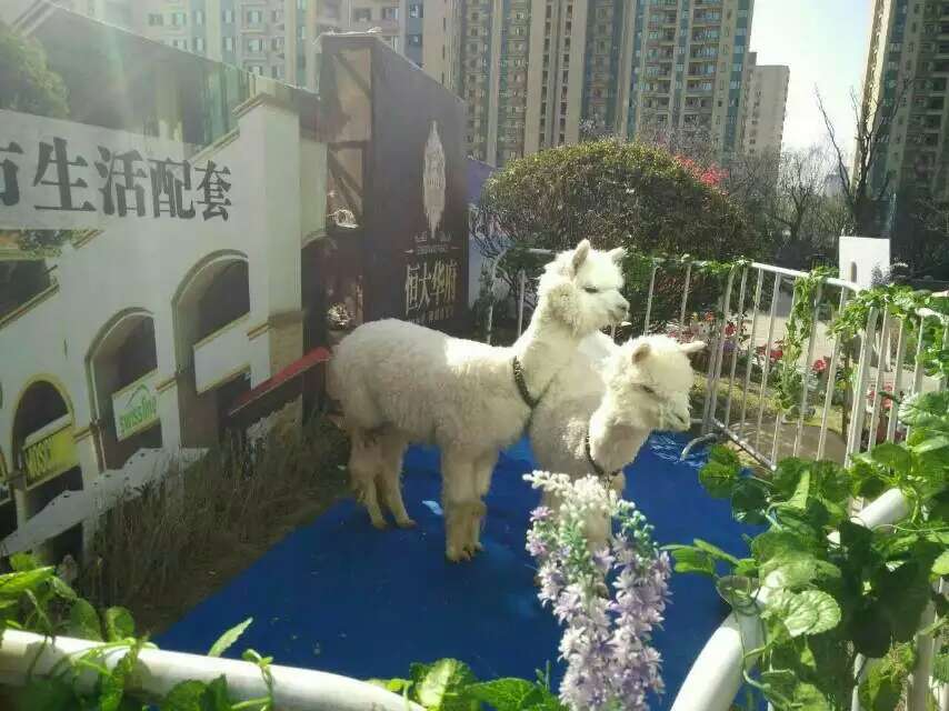 济宁市羊驼出租——哪有出租羊驼的厂家