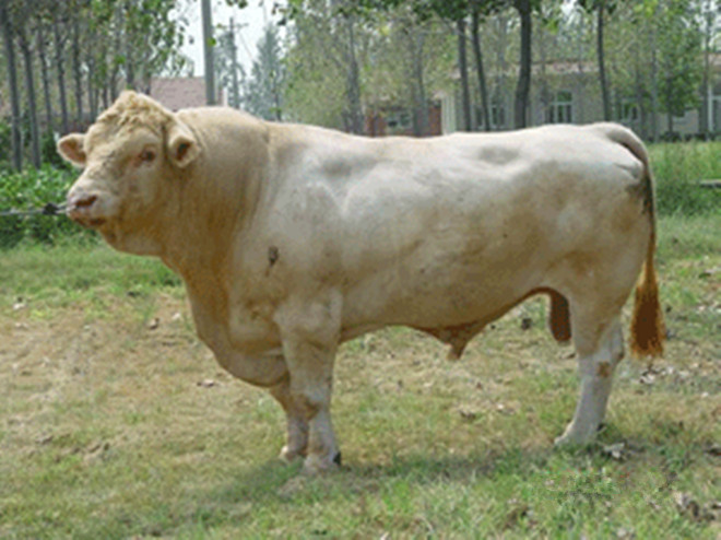 夏洛莱种牛价格 夏洛莱养殖基地 夏洛莱牛的市场价格 夏洛莱效益分析 夏洛莱的养殖场