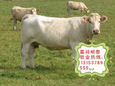 夏洛莱的技术养殖 肉牛犊价格 夏洛莱的效益分析 牛苗 牛养殖场图片