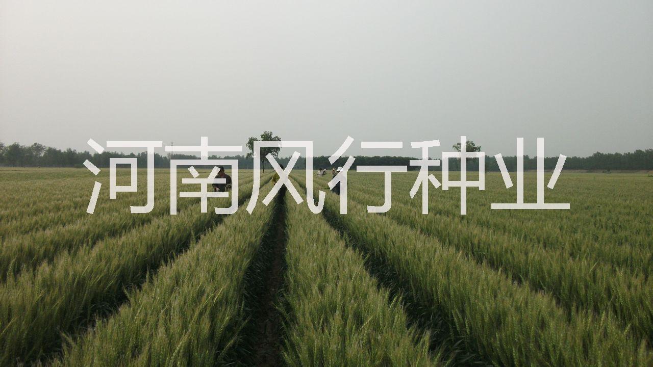 小麦种矮抗58