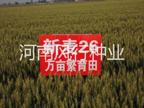 国审优质强筋高产新麦26种子