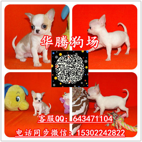 广州哈士奇雪橇犬 广州哈士奇狗价格多少纯种哈士奇价钱图片