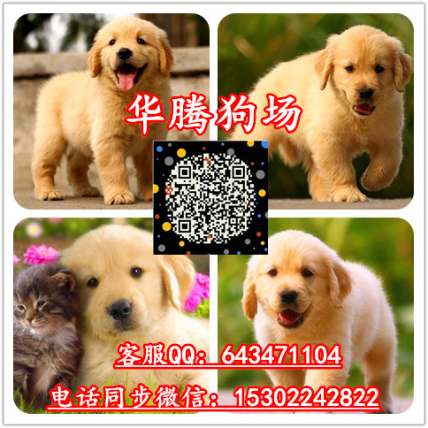 金毛犬舍广州华腾狗场繁殖出售纯种金毛幼犬做好疫苗 金毛小狗