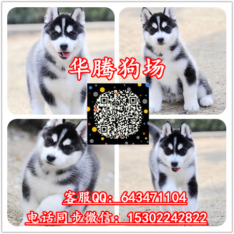 广州哈士奇雪橇犬价格纯种哈士奇价钱哈士奇多少钱一只