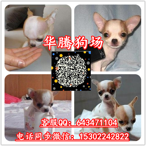 广州哈士奇雪橇犬 广州哈士奇狗价格多少纯种哈士奇价钱