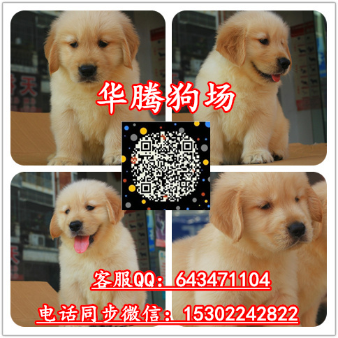 纯种金毛犬价格多少广州哪里有卖金毛幼犬价格广州金毛狗场