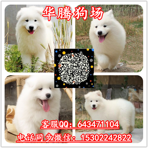 广州萨摩耶雪橇犬价格多少纯种萨摩耶幼犬价格多少萨摩耶报价多少钱