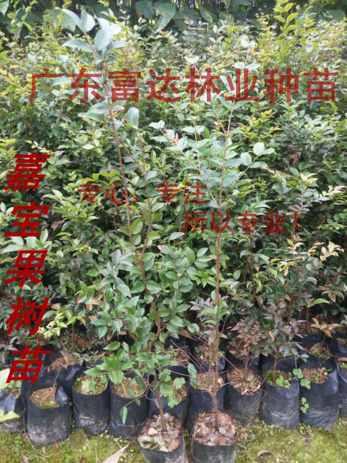 供应树葡萄苗，树葡萄，台湾嘉宝果树苗