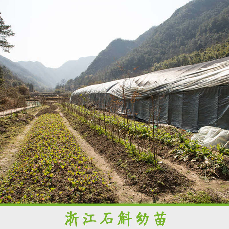 浙江石斛幼苗 专业栽培铁皮石斛幼苗 石斛幼苗培育基地 铁皮石斛种苗幼苗图片