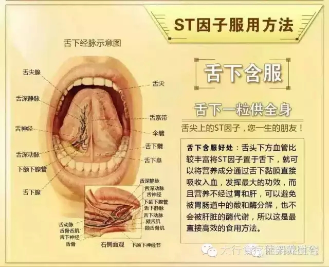 广东ST因子供应商 抗衰老美容食品 抗衰老保养食品