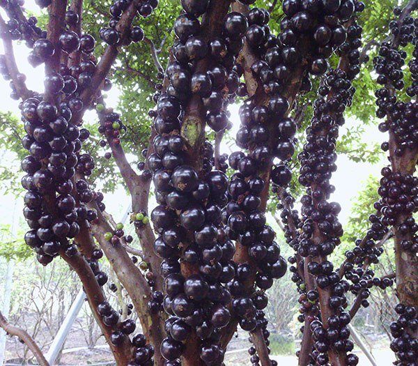 供应树葡萄苗，树葡萄，台湾嘉宝果树苗