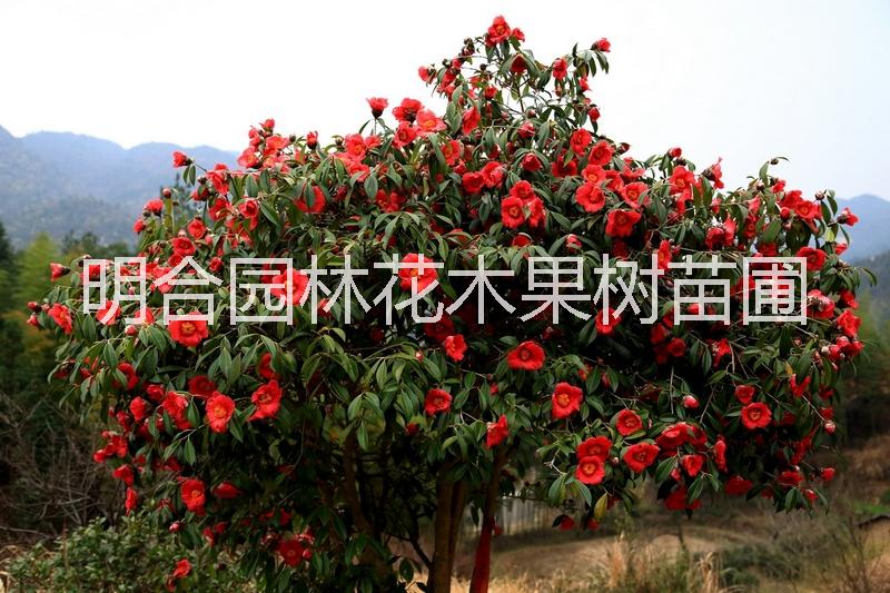 钦州市广西钦州大量批发大果红花油茶苗厂家