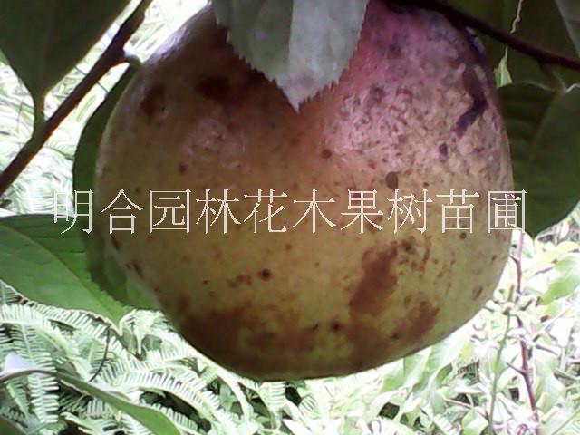 广西钦州大量批发大果红花油茶苗 电话14797770819图片