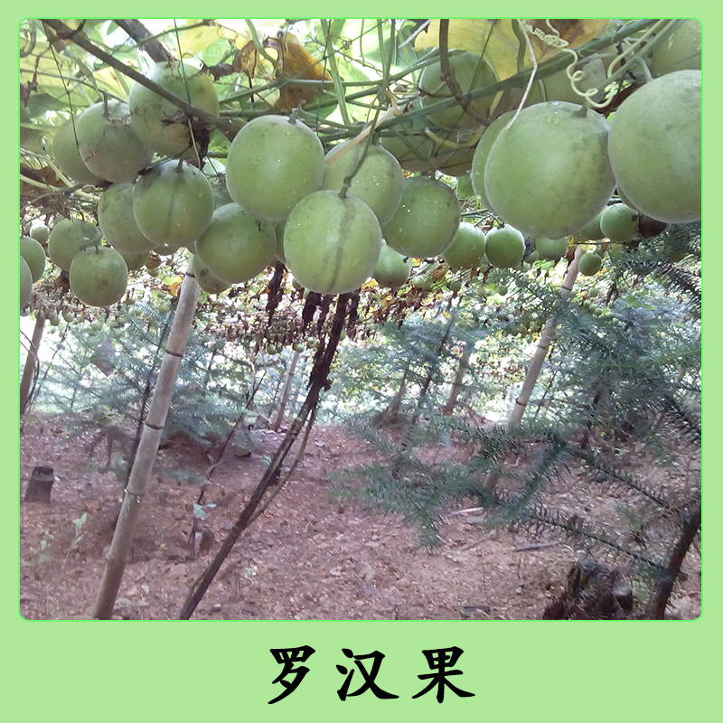 广西罗汉果批发 绿色无公害新鲜生罗汉果 种植高产优质罗汉果大果