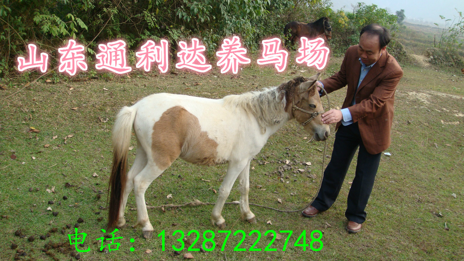 养一匹马可以赚多少钱呢养马成本山东大型养马场图片