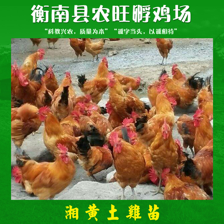 衡阳市湘黄土鸡苗产品厂家