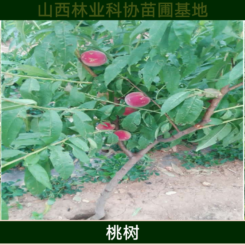 山西桃树批发 优质高产桃树种苗 早熟类桃树苗木 新品种多年生桃树苗图片