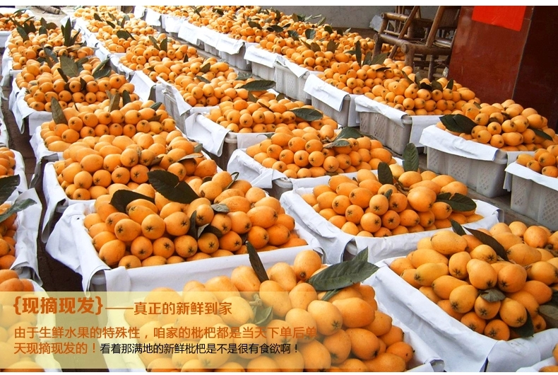 米易县华海水果种植专业合作社