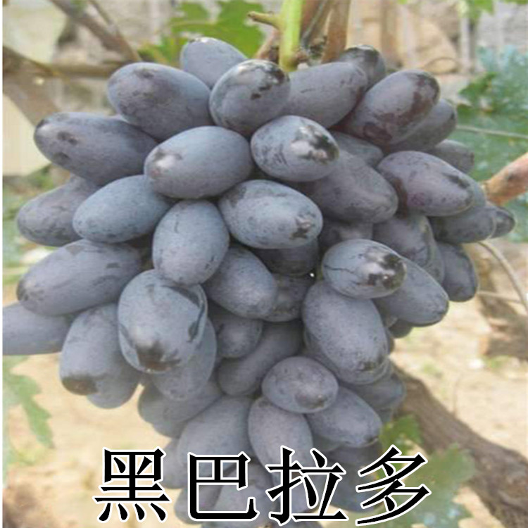 新品种葡萄苗批 黑巴拉多葡萄苗 嫁接早熟葡萄苗 黑芭拉蒂葡萄种苗图片