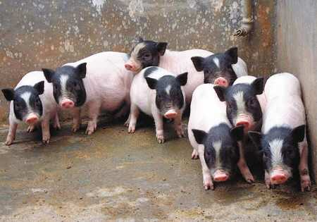 四川香猪价格 香猪价格香猪养殖场