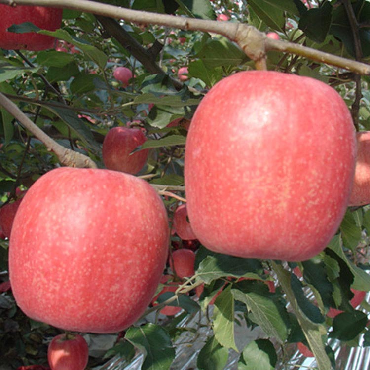 山东苹果苗价格 优质新嘎啦苹果苗批发 南北方种植果树苗新品种图片