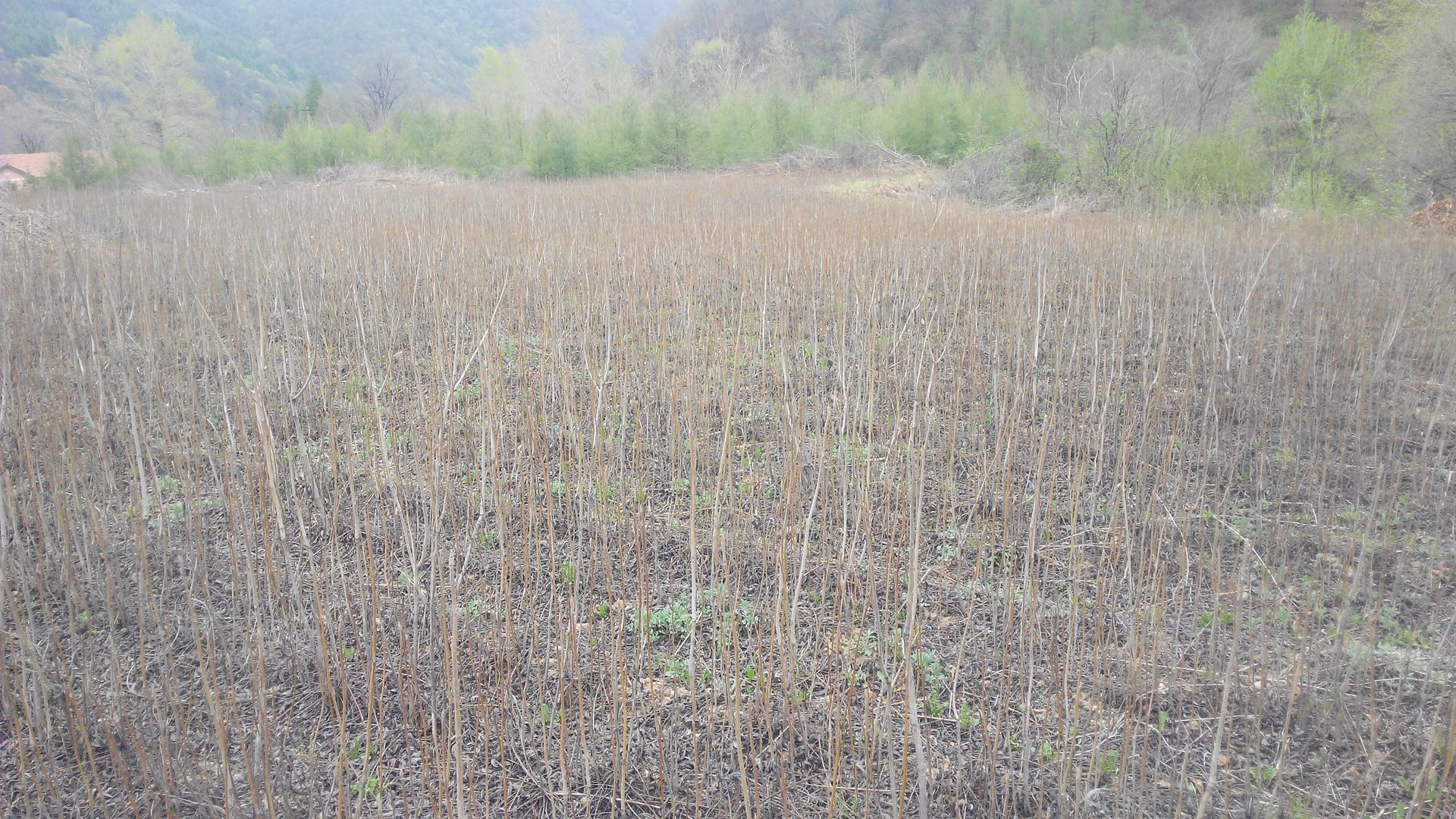 供应长白山各种树苗红豆杉樟子松蒙古栎图片