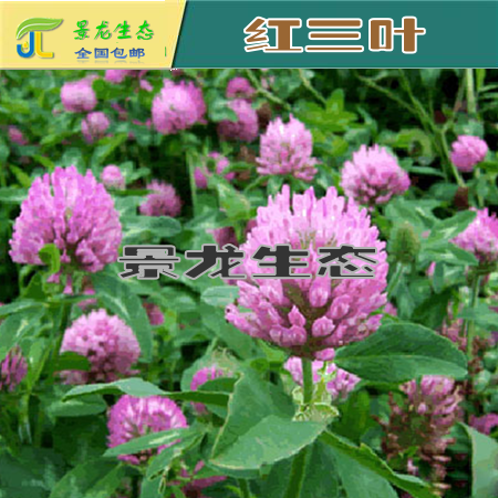 贵州贵阳常用耐寒草种，三叶草种子，绿化专业草种