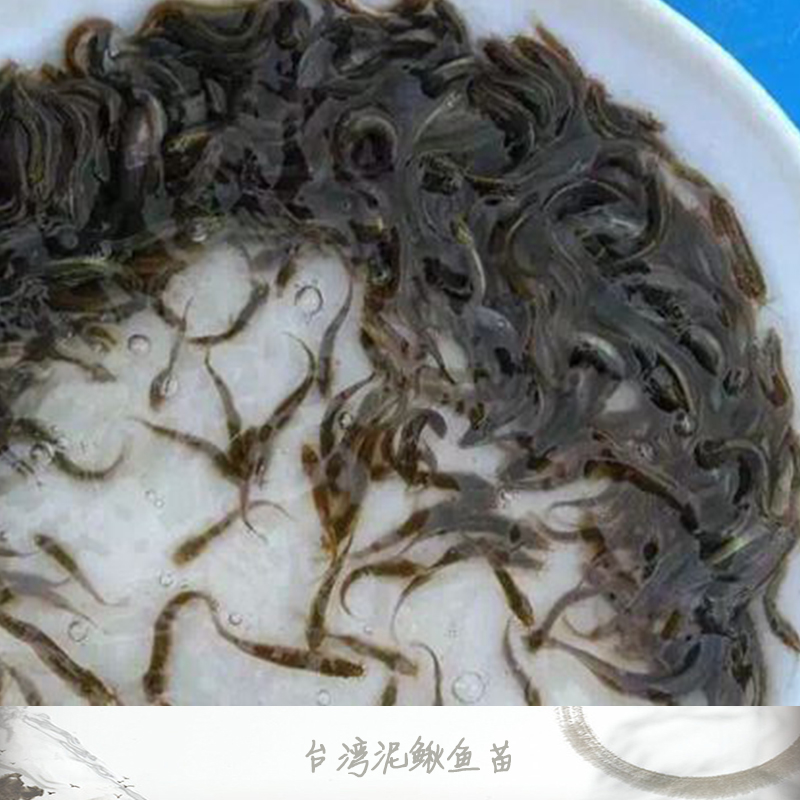 广州市台湾泥鳅鱼苗厂家