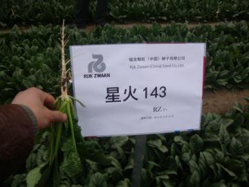 徐州沛县星火143菠菜种批发