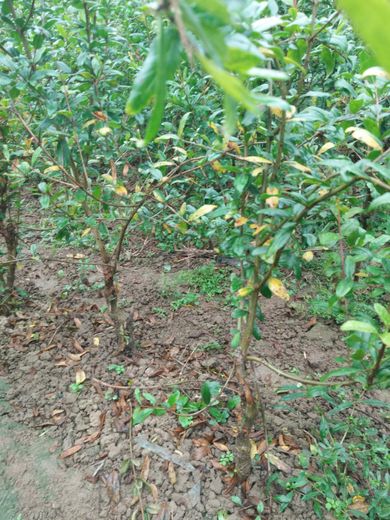 泰山红石榴 石榴苗种植 软籽石榴苗图片