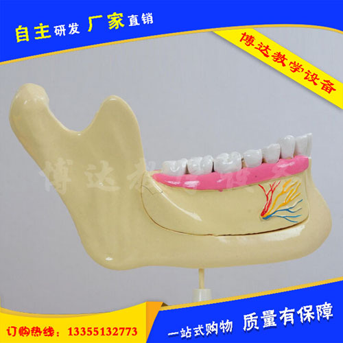 33221牙列及磨牙解剖模型牙列及磨牙解剖模型牙列及磨牙模型解剖模型图片