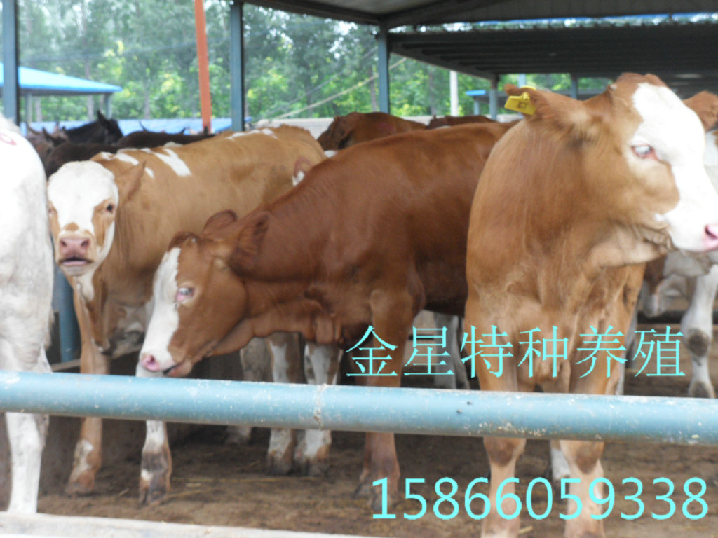 肉牛犊出售西门塔尔图片