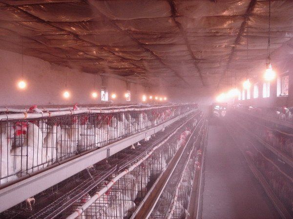 养殖场养鸡场喷雾消毒设备厂家