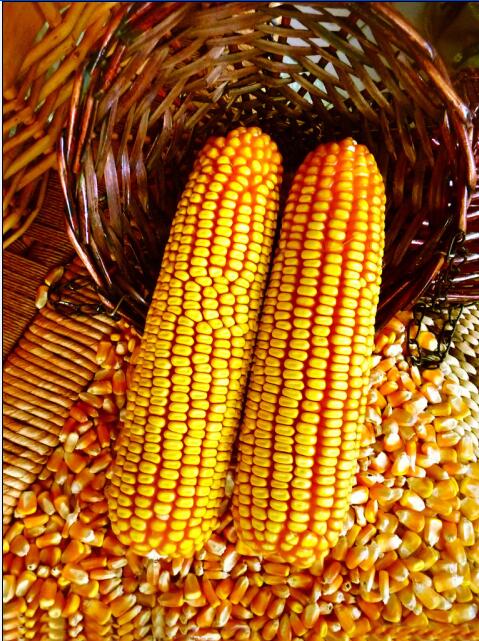 辽宁玉米饲料图片