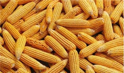 玉米加工辽宁省厂家专业提供玉米加工