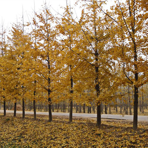 基地直销银杏园林绿化苗木规格全优质银杏树图片