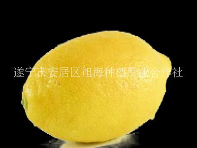 康柠源一级黄柠檬，产地直销，价格优惠，欢迎上门采购