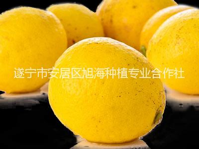 康柠源二级黄柠檬，品质优良，产地直销，欢迎上门采购