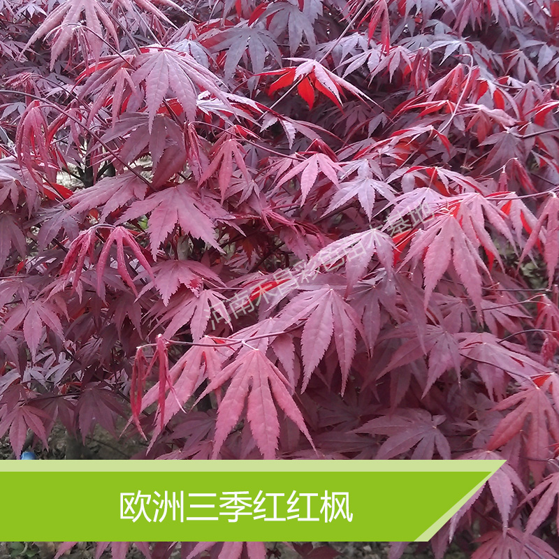 眉山日本红枫批发价格/日本红枫多少钱 欧洲三季红红枫种植基地图片