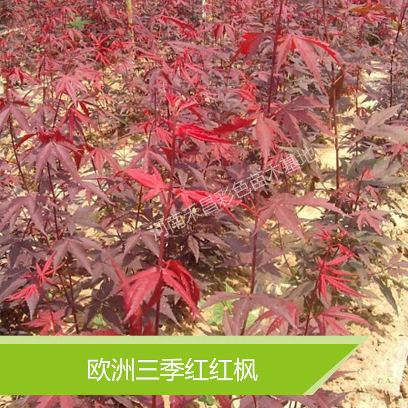 郑州市欧洲三季红红枫种植基地厂家