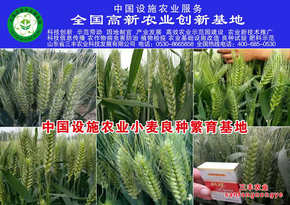 专业种植优质小麦