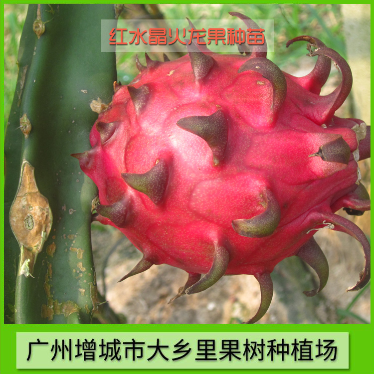广州市红水晶火龙果种苗厂家