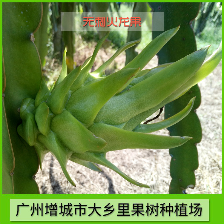 广州火龙果种苗批发价，广州无刺火龙果苗大量采购 增城火龙果种植场