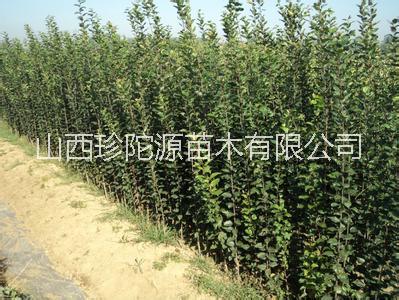 山西哪里有苹果苗卖 山西苹果苗批发价格 苹果苗价格多少图片