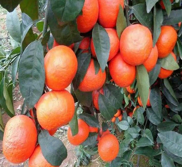 柑橘苗，柑橘苗基地，柑橘苗价格，柑橘苗批发，柑橘苗特点，柑橘苗厂家图片