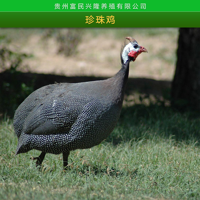 贵州珍珠鸡批发脱温珍珠鸡苗山鸡|几内亚鸟形体圆矮珍珠鸡养殖图片