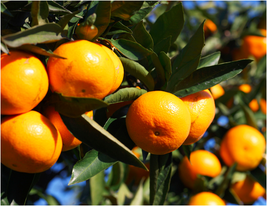 柑橘苗，柑橘苗基地，柑橘苗价格，柑橘苗批发，柑橘苗特点，柑橘苗厂家