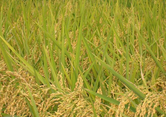 黑龙江合作社专业种植粳稻