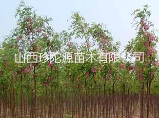 香花槐树苗价格 哪里有香花槐树  批发香花槐树苗