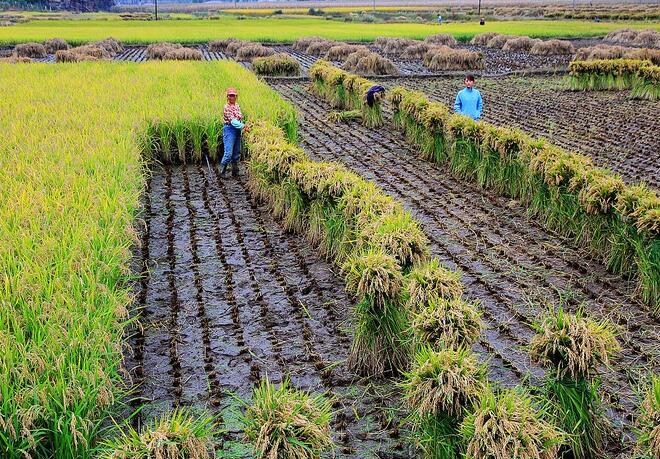 厂家专业种植优质水稻图片